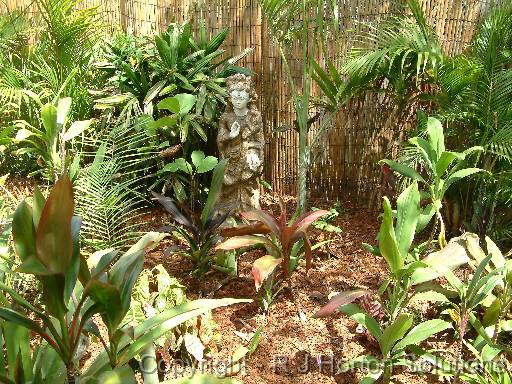 Cordylines and palms 